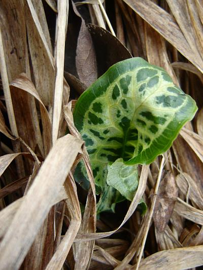 Arum italicum 'Marmoratum'